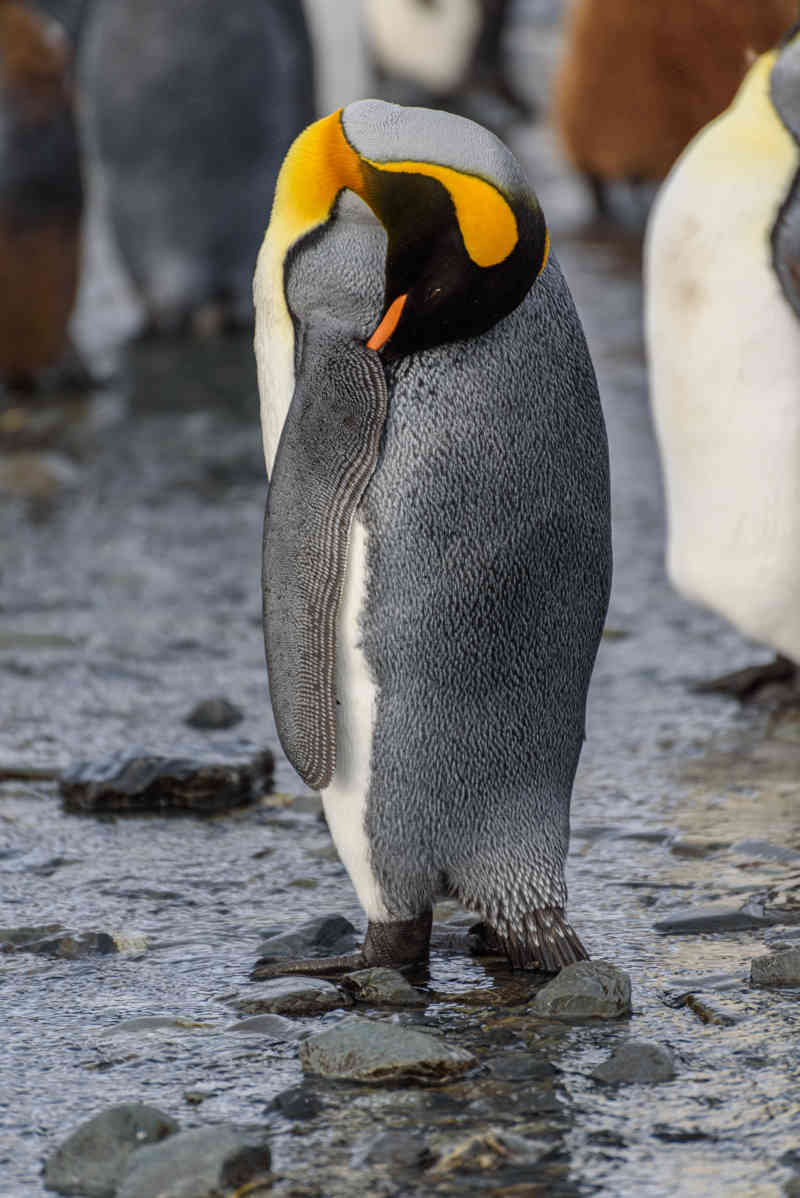 Pingüino Rey - islas Georgias del Sur 030.jpg